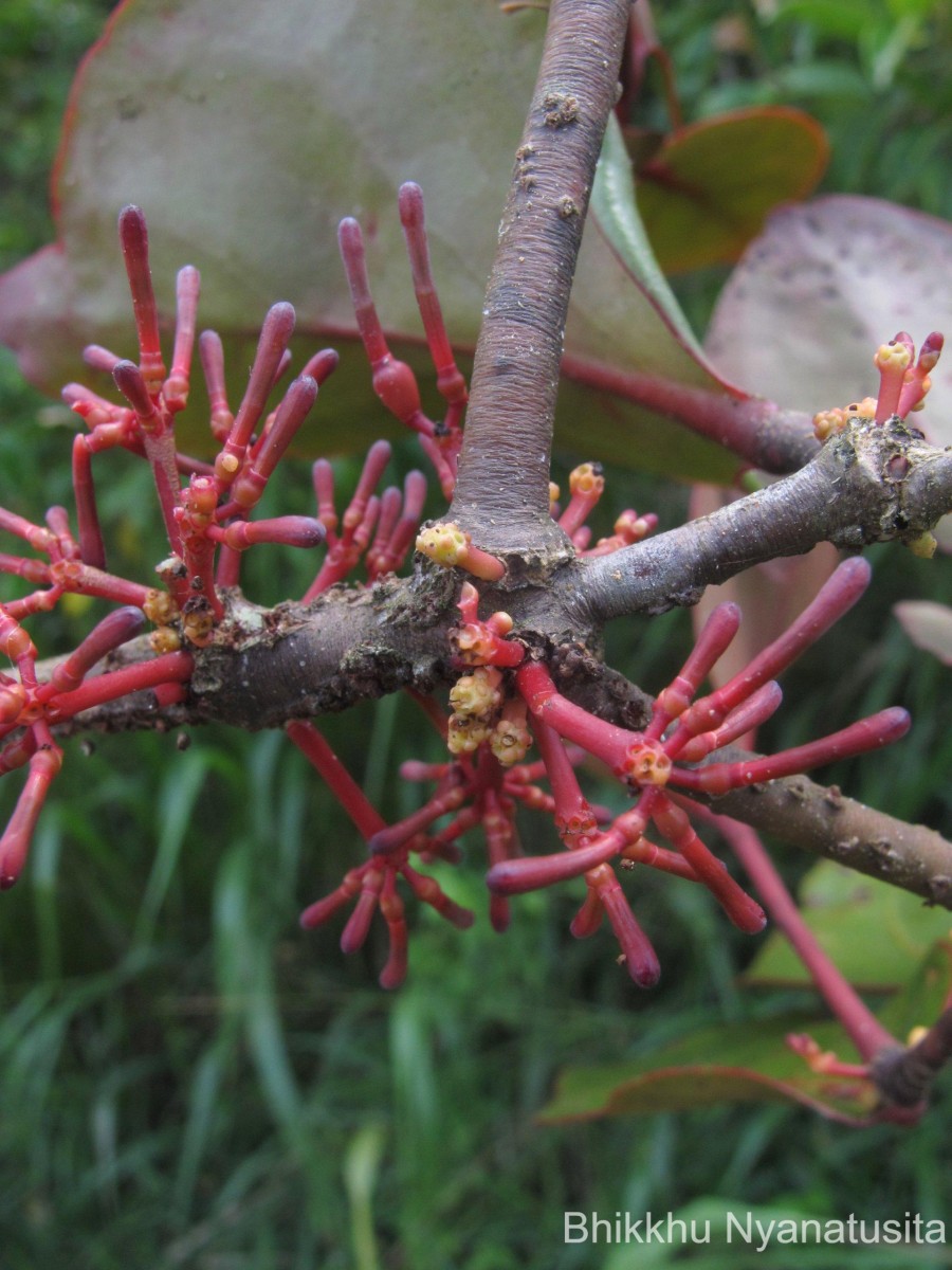 Dendrophthoe neelgherrensis (Wight & Arn.) Tiegh.